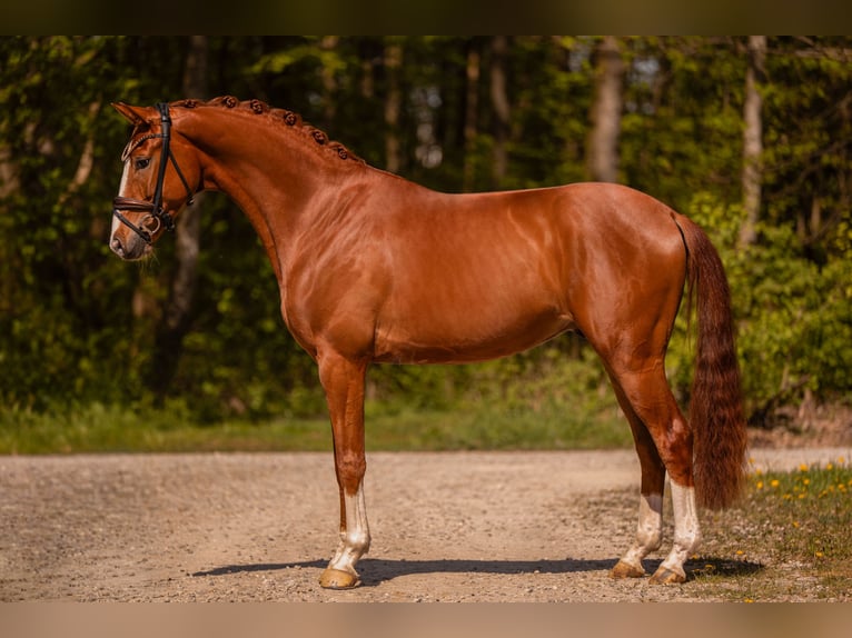 Hanoverian Gelding 4 years 16 hh Chestnut-Red in Wehringen
