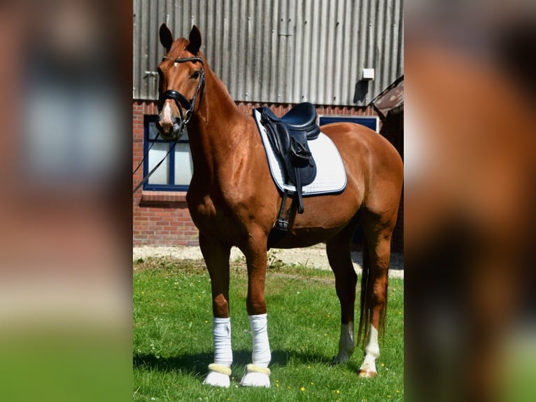 Hanoverian Gelding 4 years 16 hh Chestnut-Red in Osten