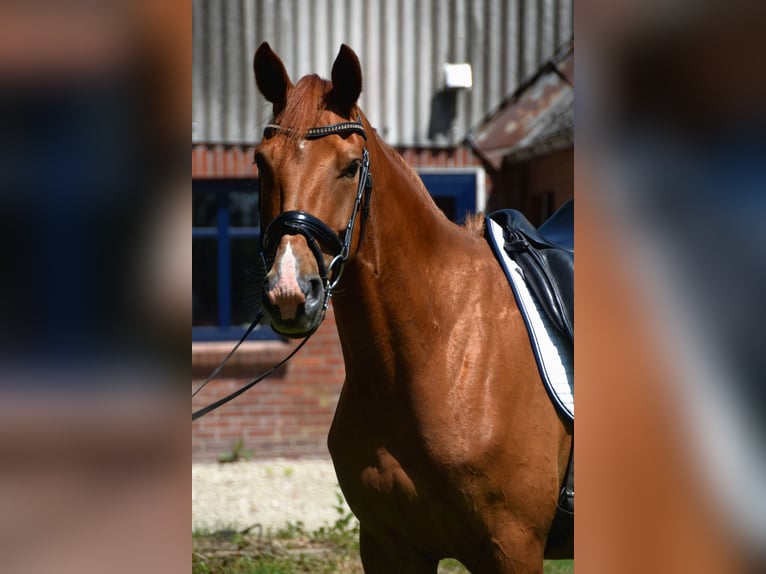 Hanoverian Gelding 4 years 16 hh Chestnut-Red in Osten