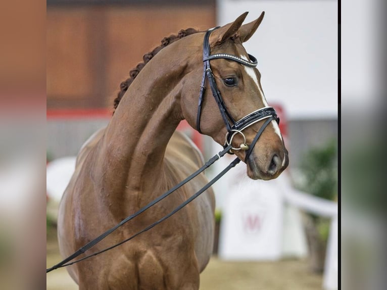 Hanoverian Gelding 4 years 16 hh Chestnut-Red in Coin