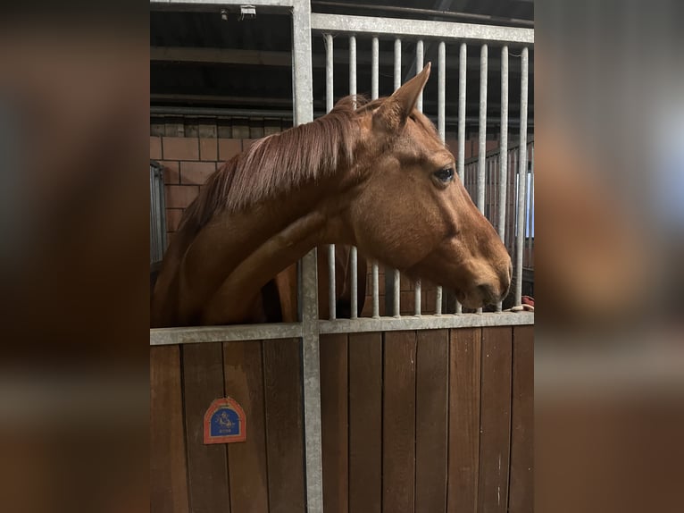 Hanoverian Gelding 4 years 16 hh Chestnut-Red in Saterland