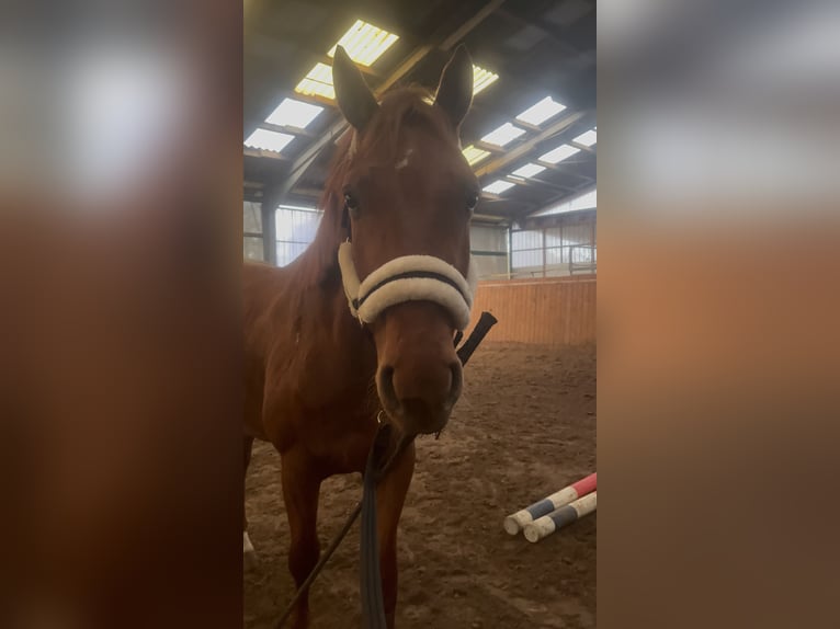 Hanoverian Gelding 4 years 16 hh Chestnut-Red in Saterland
