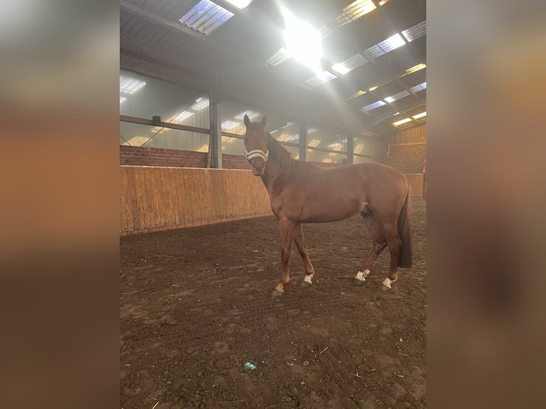 Hanoverian Gelding 4 years 16 hh Chestnut-Red in Saterland
