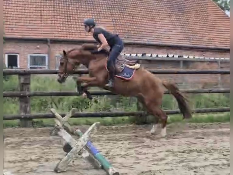 Hanoverian Gelding 4 years 16 hh Chestnut-Red in Lilienthal
