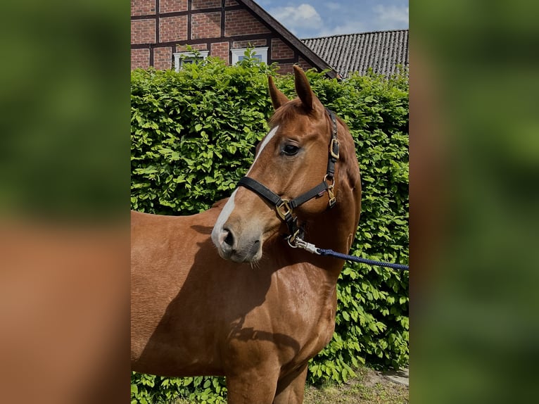 Hanoverian Gelding 4 years 16 hh Chestnut-Red in Trebel