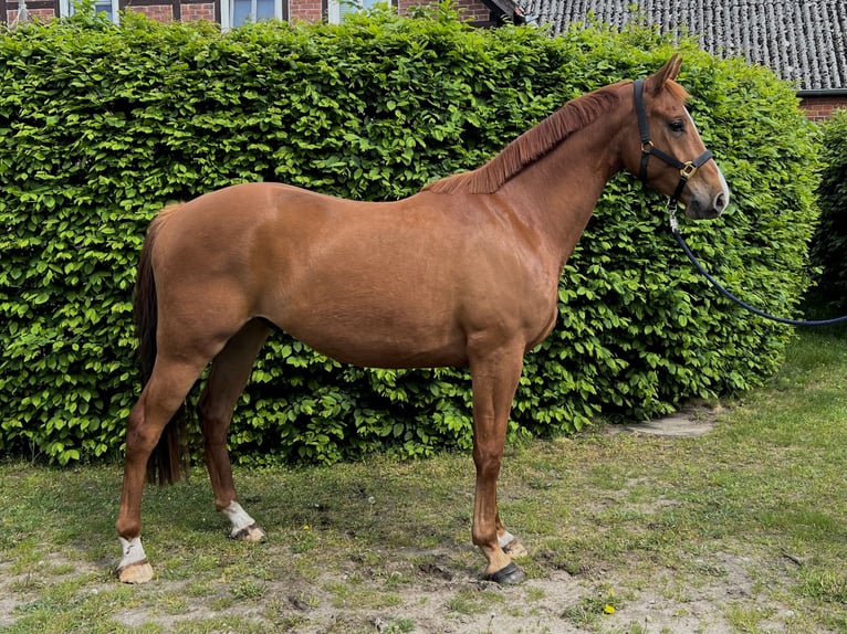 Hanoverian Gelding 4 years 16 hh Chestnut-Red in Trebel