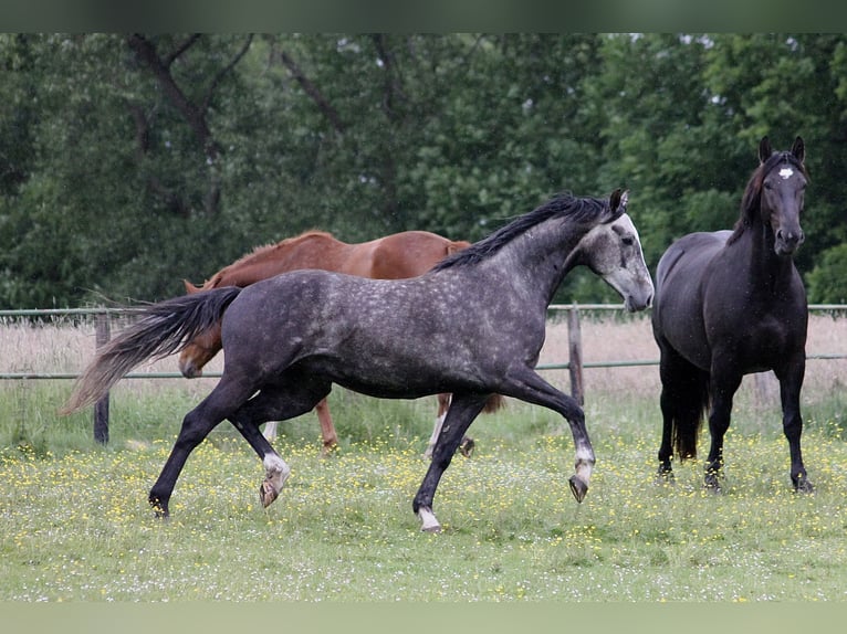 Hanoverian Gelding 4 years 16 hh Gray-Dapple in Clenze OT Guhreitzen