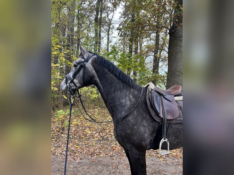 Hanoverian Gelding 4 years 16 hh Gray-Dapple in Clenze OT Guhreitzen