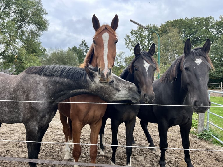 Hanoverian Gelding 4 years 16 hh Gray-Dapple in Clenze OT Guhreitzen