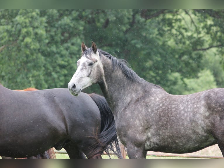 Hanoverian Gelding 4 years 16 hh Gray-Dapple in Clenze OT Guhreitzen