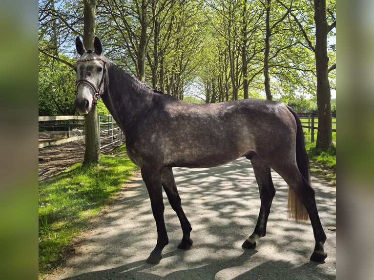 Hanoverian Gelding 4 years 16 hh Gray-Dapple in Biberist