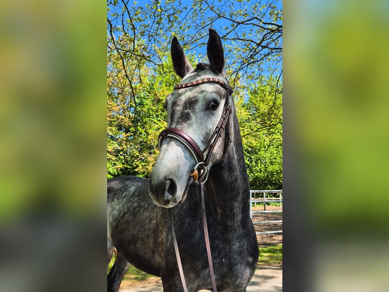 Hanoverian Gelding 4 years 16 hh Gray-Dapple in Biberist