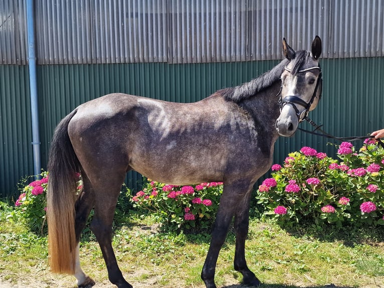 Hanoverian Gelding 4 years 16 hh Grey-Dapple in Ahrensbök