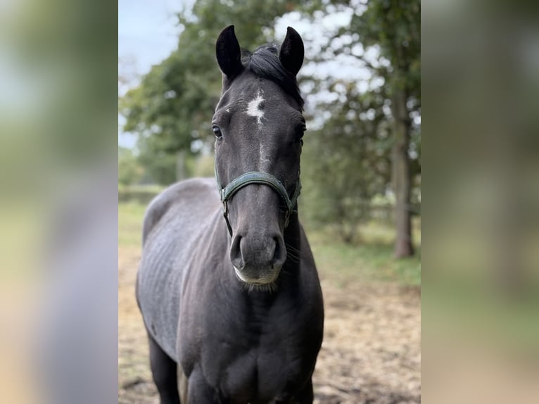 Hanoverian Gelding 4 years 16 hh Grey-Dark-Tan in Langenhagen
