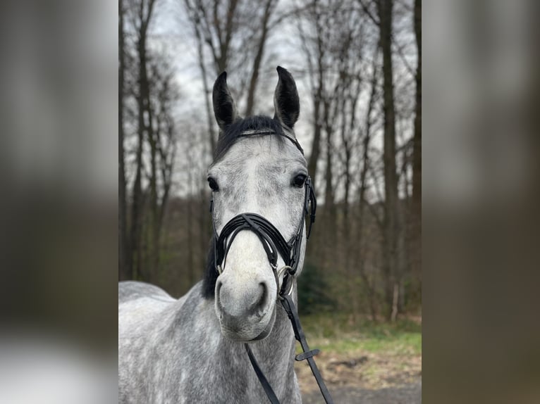 Hanoverian Gelding 4 years 16 hh Grey in Overath