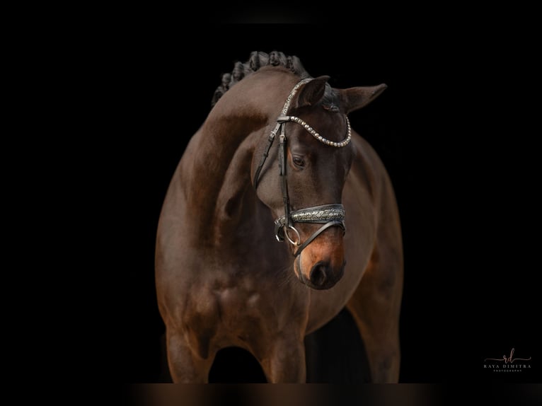 Hanoverian Gelding 4 years 16 hh Smoky-Black in Wehringen