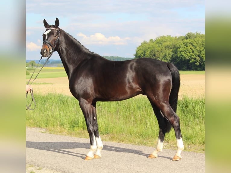 Hanoverian Gelding 4 years 16 hh Smoky-Black in Schrozberg