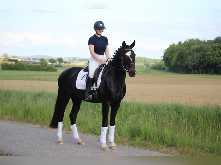 Hanoverian Gelding 4 years 16 hh Smoky-Black in Schrozberg