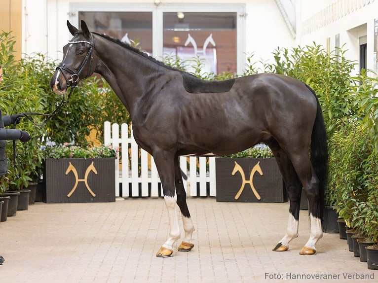 Hanoverian Gelding 4 years 16 hh Smoky-Black in Verden
