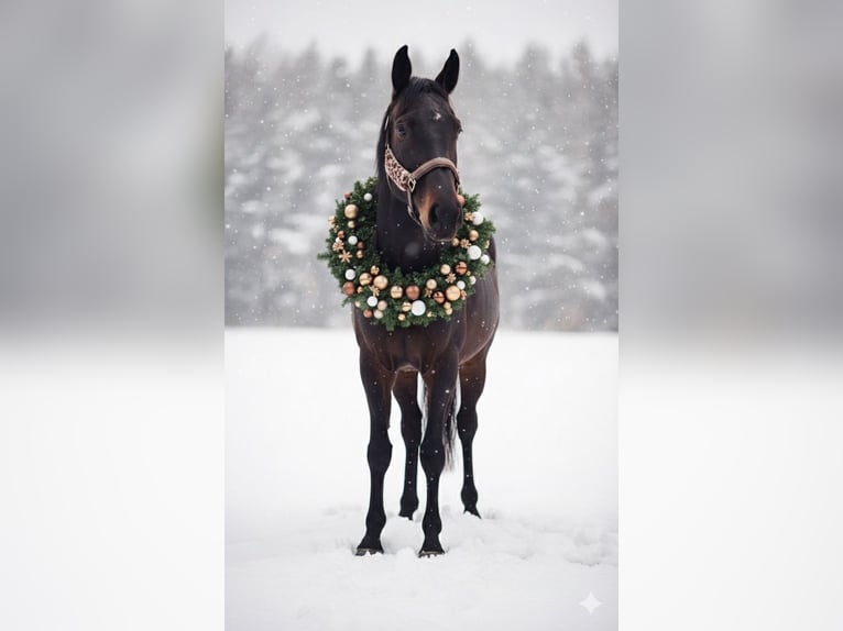 Hanoverian Gelding 4 years 16 hh Smoky-Black in Ronshausen