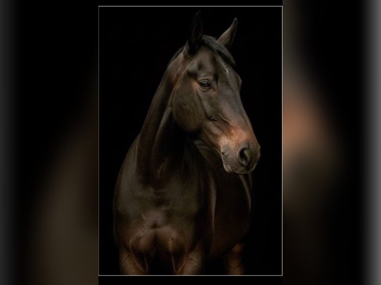 Hanoverian Gelding 4 years 16 hh Smoky-Black in Ronshausen