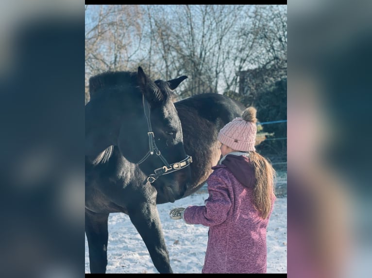 Hanoverian Gelding 4 years 16 hh Smoky-Black in Ronshausen