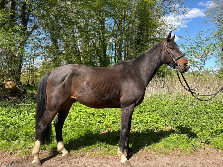 Hanoverian Gelding 4 years 16 hh Smoky-Black in Vellahn