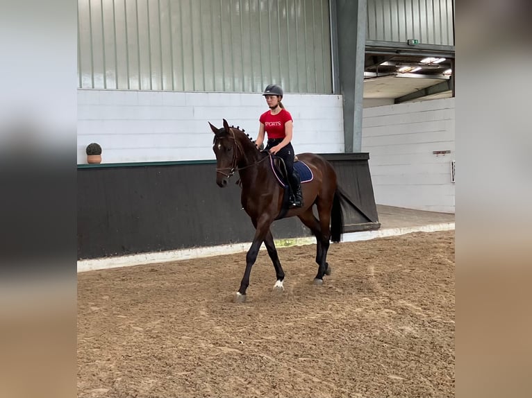 Hanoverian Gelding 4 years 16,1 hh Bay-Dark in Braunschweig