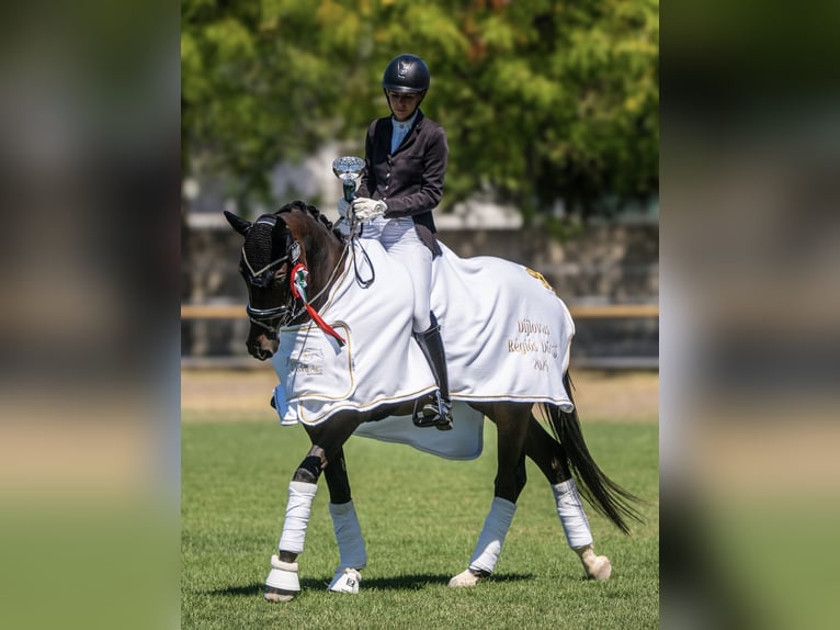 Hanoverian Gelding 4 years 16,1 hh Bay-Dark in Budapest