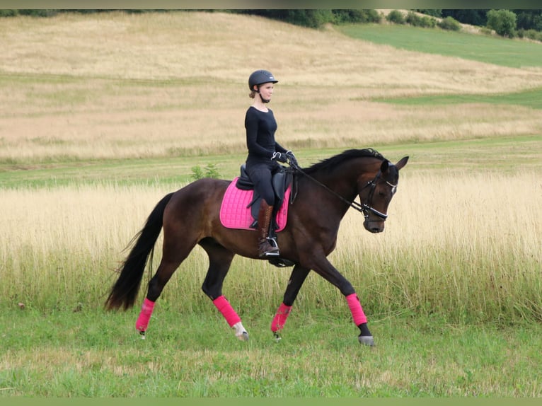 Hanoverian Gelding 4 years 16,1 hh Bay-Dark in Dransfeld