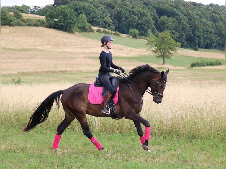 Hanoverian Gelding 4 years 16,1 hh Bay-Dark in Dransfeld