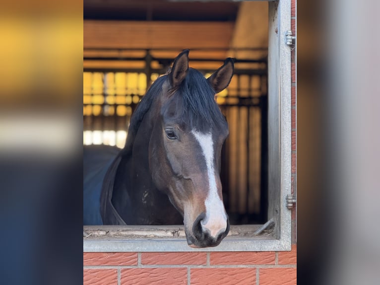 Hanoverian Gelding 4 years 16,1 hh Bay-Dark in Hoya