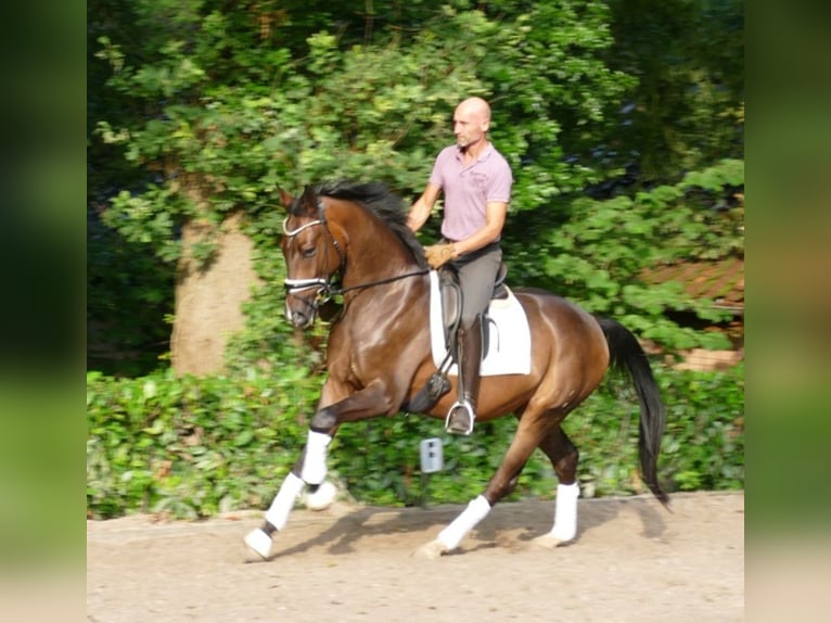 Hanoverian Gelding 4 years 16,1 hh Bay-Dark in Westerwalsede