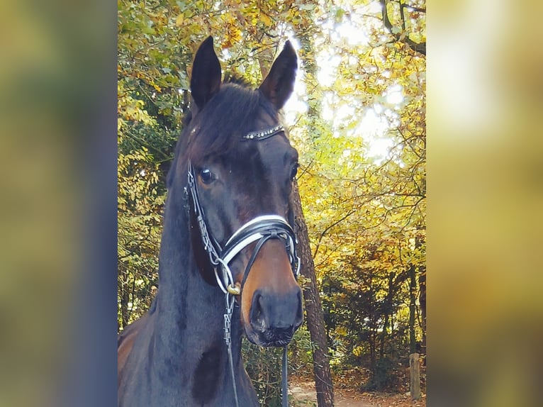 Hanoverian Gelding 4 years 16,1 hh Bay-Dark in Barenburg