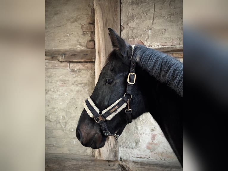 Hanoverian Gelding 4 years 16,1 hh Bay-Dark in Lehre
