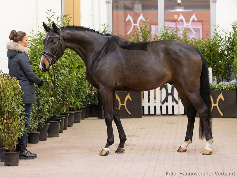 Hanoverian Gelding 4 years 16,1 hh Bay-Dark in Verden