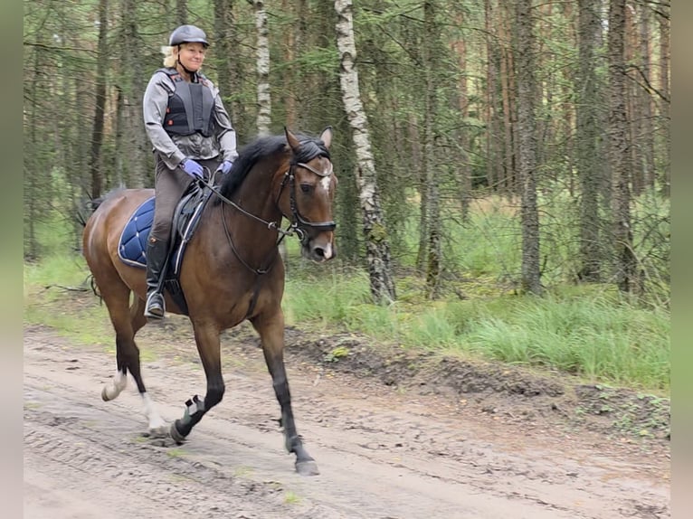 Hanoverian Gelding 4 years 16,1 hh Bay-Dark in Braunschweig