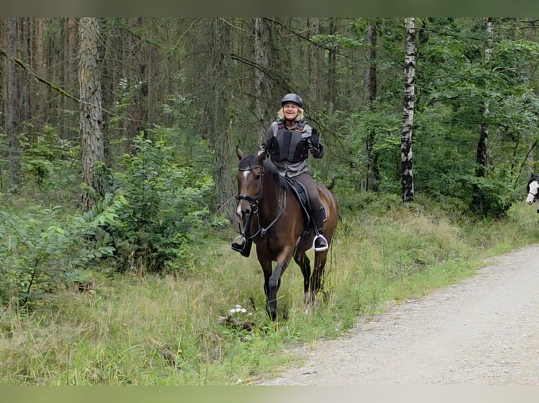 Hanoverian Gelding 4 years 16,1 hh Bay-Dark in Braunschweig