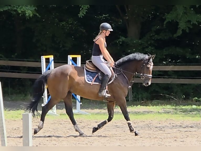 Hanoverian Gelding 4 years 16,1 hh Bay-Dark in Braunschweig