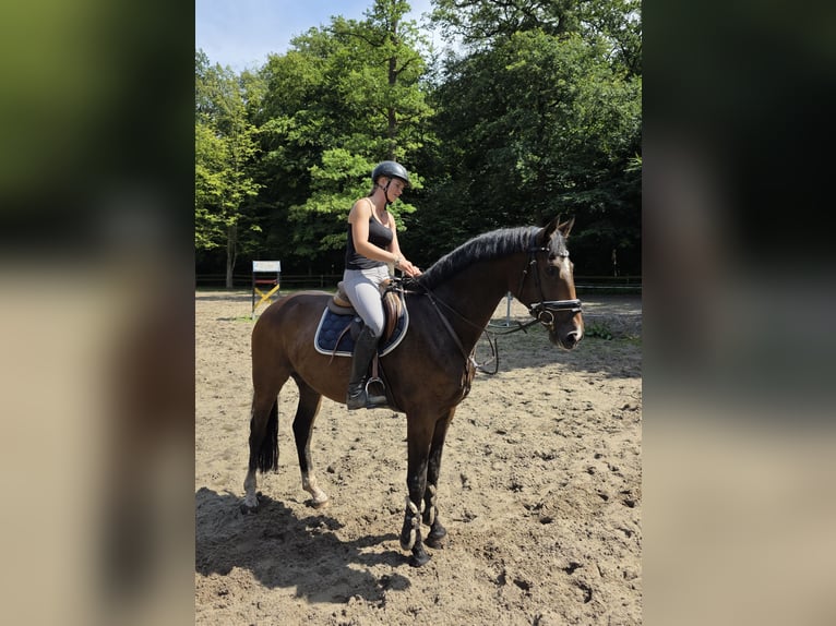 Hanoverian Gelding 4 years 16,1 hh Bay-Dark in Braunschweig