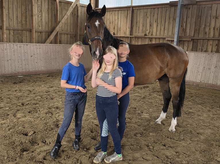 Hanoverian Gelding 4 years 16,1 hh Bay-Dark in Braunschweig