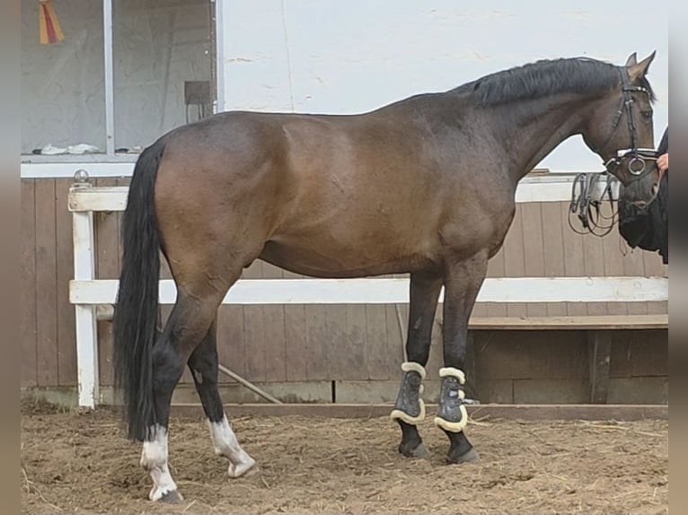 Hanoverian Gelding 4 years 16,1 hh Bay-Dark in Braunschweig