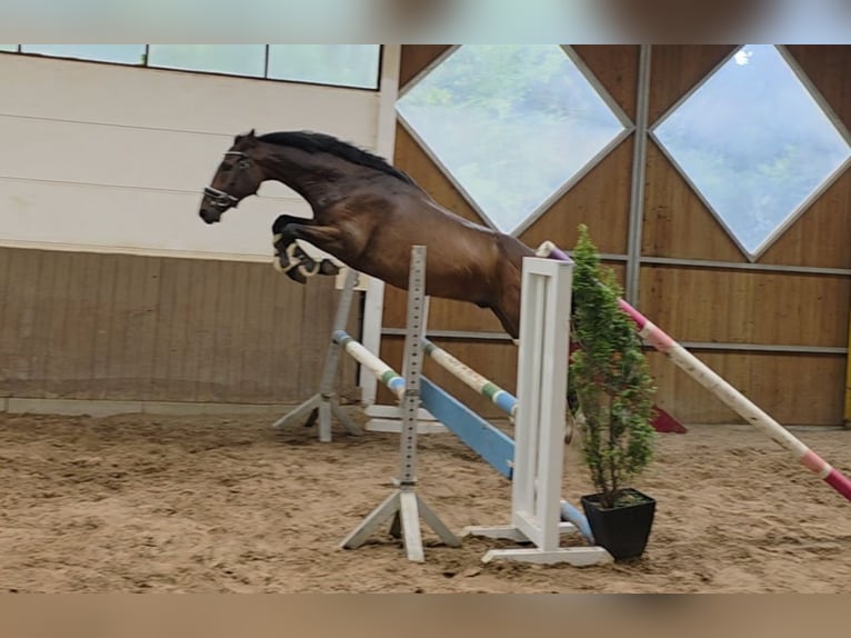 Hanoverian Gelding 4 years 16,1 hh Bay-Dark in Braunschweig