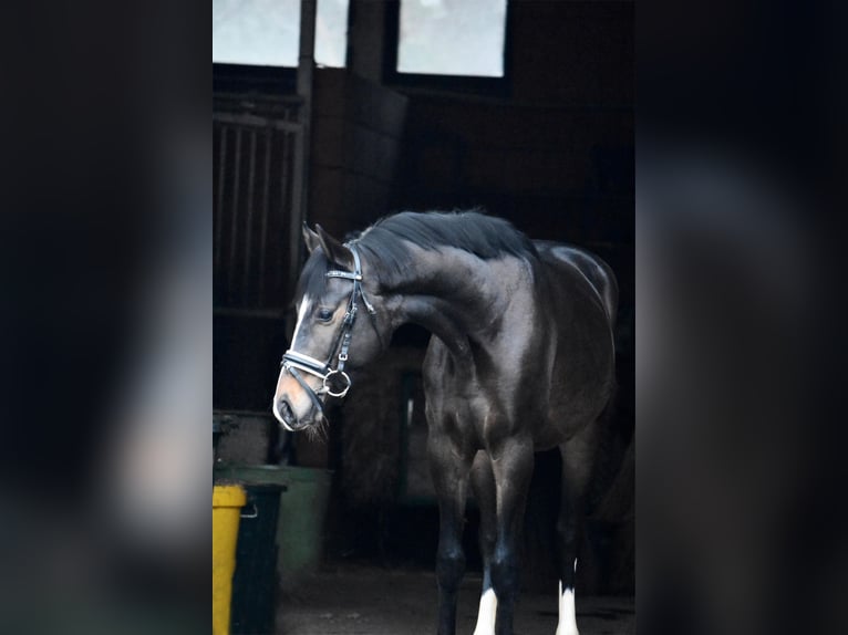 Hanoverian Gelding 4 years 16,1 hh Bay-Dark in Bremervörde