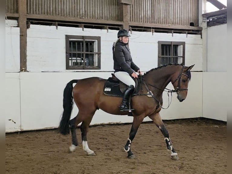 Hanoverian Gelding 4 years 16,1 hh Bay-Dark in Braunschweig Hanoverian Gelding 4 years 16,1 hh Bay-Dark in Braunschweig