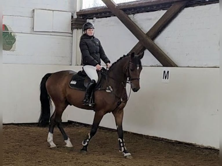 Hanoverian Gelding 4 years 16,1 hh Bay-Dark in Braunschweig Hanoverian Gelding 4 years 16,1 hh Bay-Dark in Braunschweig