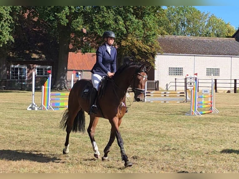 Hanoverian Gelding 4 years 16,1 hh Bay-Dark in Braunschweig