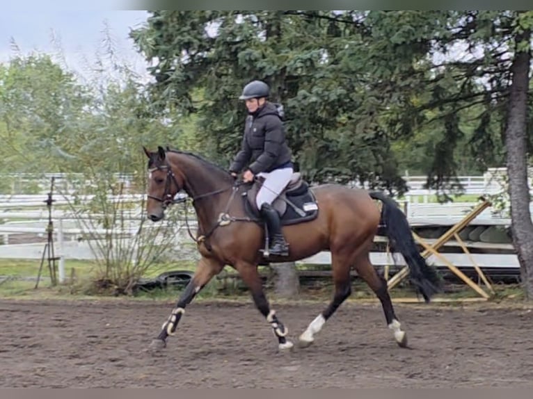 Hanoverian Gelding 4 years 16,1 hh Bay-Dark in Braunschweig Hanoverian Gelding 4 years 16,1 hh Bay-Dark in Braunschweig