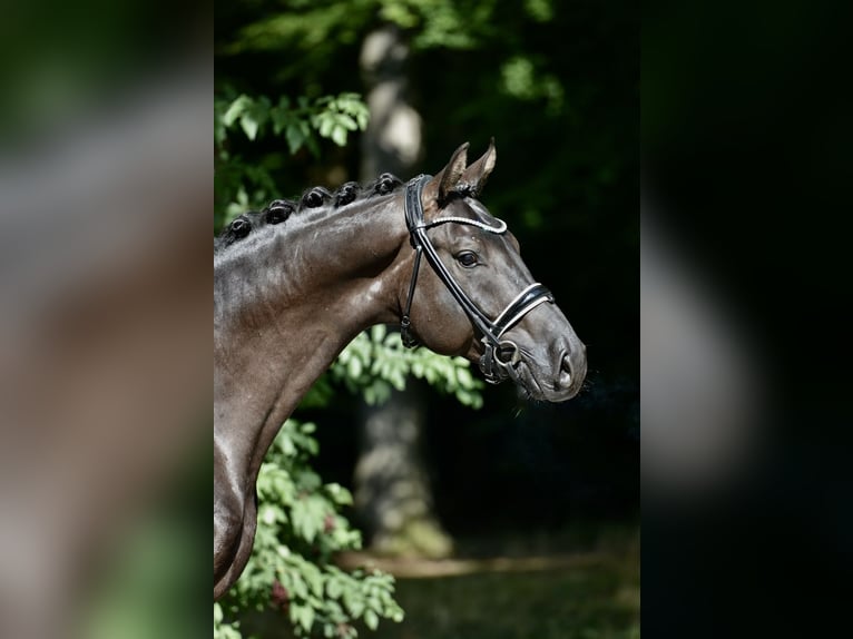 Hanoverian Gelding 4 years 16,1 hh Black in D&#xF6;tlingen