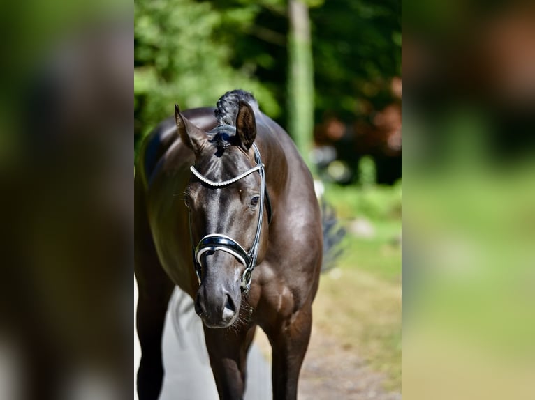 Hanoverian Gelding 4 years 16,1 hh Black in D&#xF6;tlingen